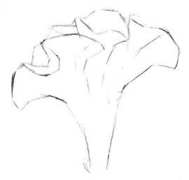 雞冠花素描畫法步驟02