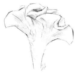 雞冠花素描畫法步驟03