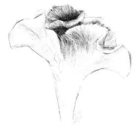 雞冠花素描畫法步驟04