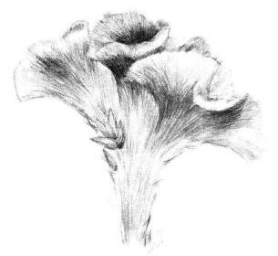 雞冠花素描畫法步驟05
