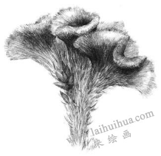 雞冠花素描畫法步驟06