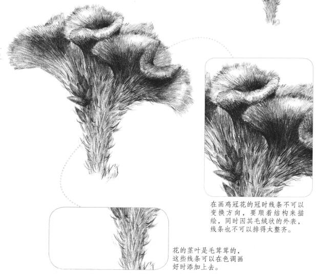 雞冠花素描畫法