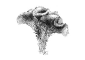 雞冠花素描畫法