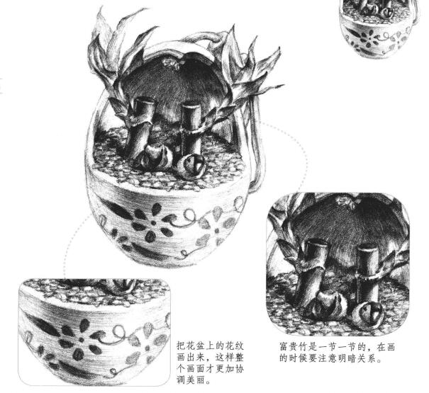 富貴竹素描畫法