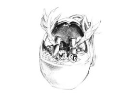 富貴竹素描畫法