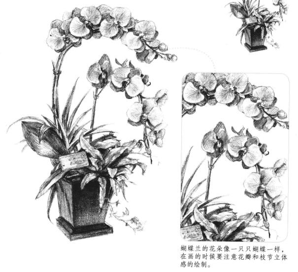 蝴蝶蘭素描畫法