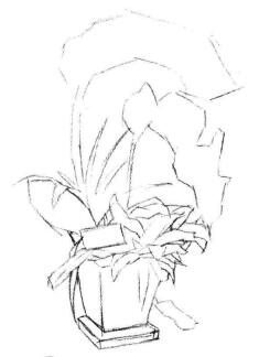 蝴蝶蘭素描畫法步驟02