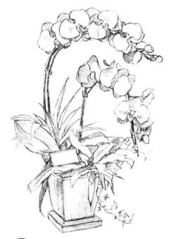 蝴蝶蘭素描畫法步驟04