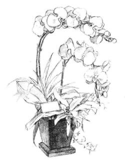 蝴蝶蘭素描畫法步驟05