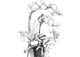 蝴蝶蘭素描畫法