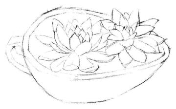 多肉植物素描畫法步驟02