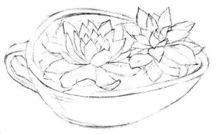 多肉植物素描畫法步驟03