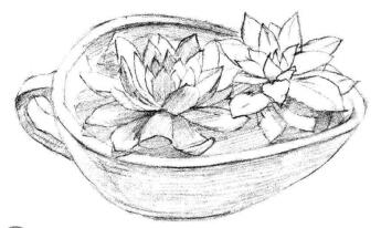 多肉植物素描畫法步驟04