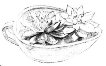 多肉植物素描畫法步驟05