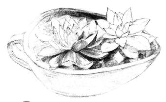 多肉植物素描畫法步驟06
