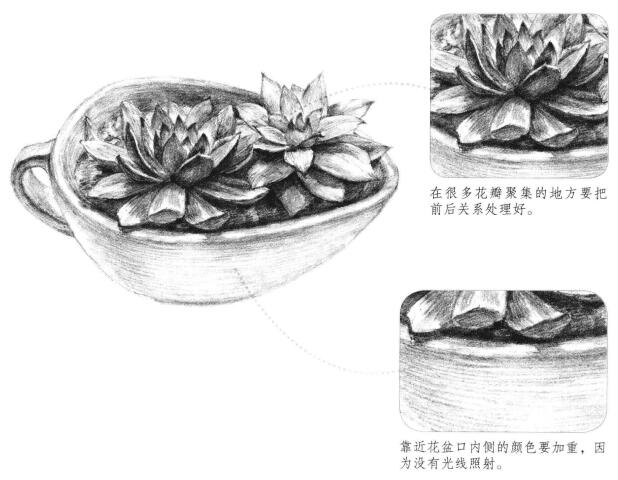 多肉植物素描畫法（一）