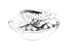 多肉植物素描畫法（一）