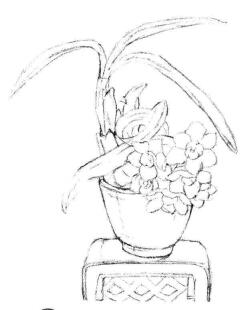 小盆栽水仙花素描畫法步驟03