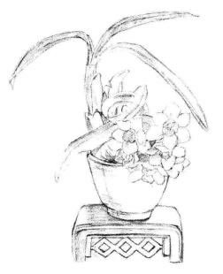 小盆栽水仙花素描畫法步驟04
