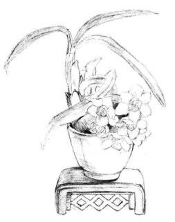 小盆栽水仙花素描畫法步驟05