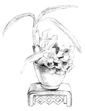 小盆栽水仙花素描畫法步驟06