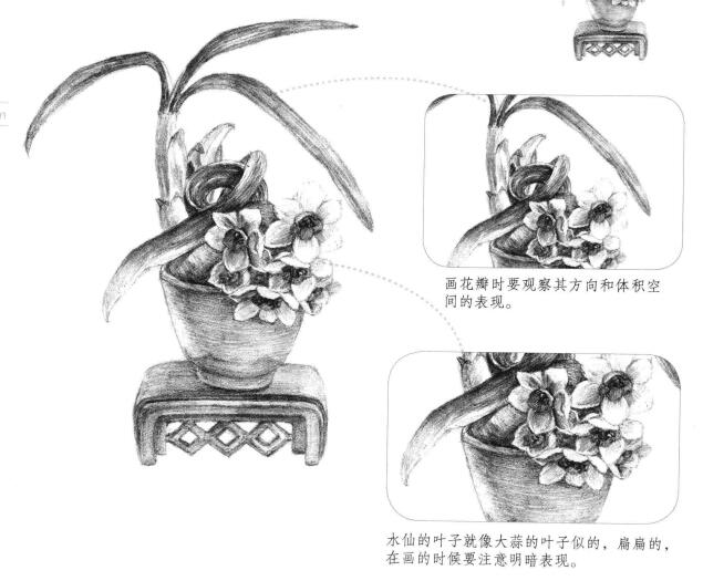 水仙花素描畫法