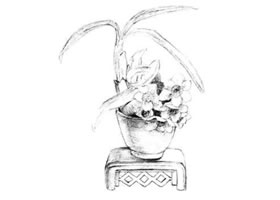 水仙花素描畫(huà)法