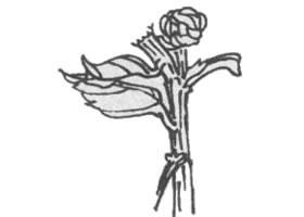 菊花花桿白描畫法