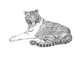 老虎白描作品圖片