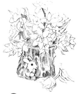 小盆栽木盆花卉素描畫法步驟05