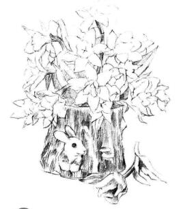 小盆栽木盆花卉素描畫法步驟06