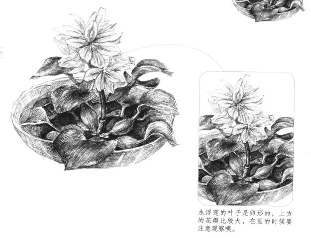 水浮蓮素描畫法