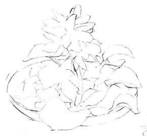 小盆栽水浮蓮素描畫法步驟02