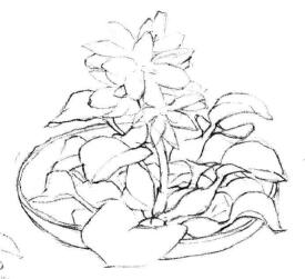 小盆栽水浮蓮素描畫法步驟03
