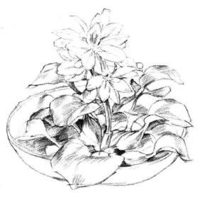 小盆栽水浮蓮素描畫法步驟05