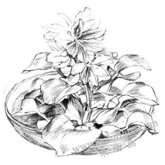 小盆栽水浮蓮素描畫法步驟06