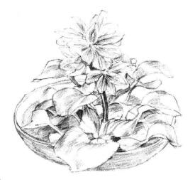 小盆栽水浮蓮素描畫法步驟07