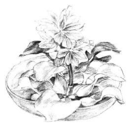 小盆栽水浮蓮素描畫法步驟08