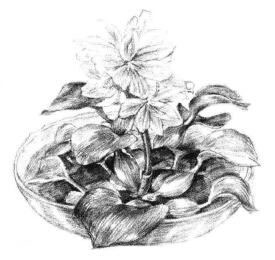 小盆栽水浮蓮素描畫法步驟10