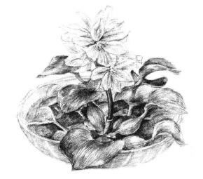小盆栽水浮蓮素描畫法步驟11