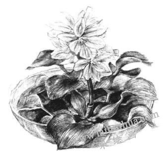 小盆栽水浮蓮素描畫法步驟12