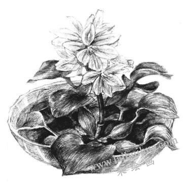 小盆栽水浮蓮素描畫法步驟14