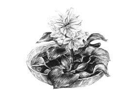 水浮蓮素描畫(huà)法
