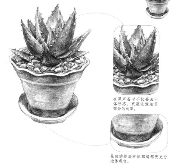 蘆薈素描畫法