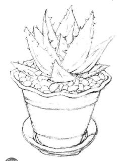 小盆栽蘆薈素描畫法步驟03