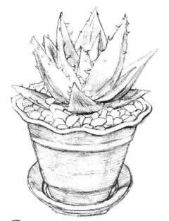 小盆栽蘆薈素描畫法步驟04