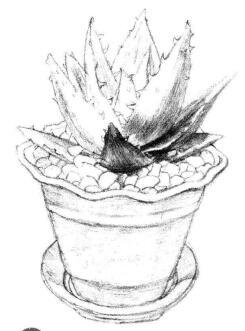 小盆栽蘆薈素描畫法步驟05