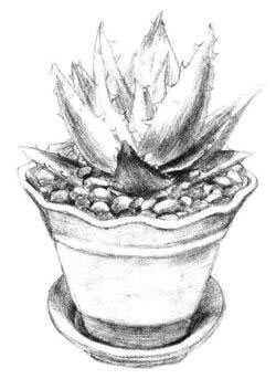 小盆栽蘆薈素描畫法步驟07