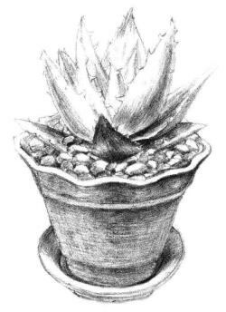 小盆栽蘆薈素描畫法步驟08