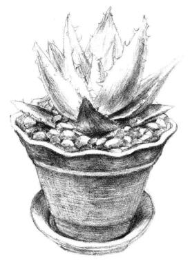 小盆栽蘆薈素描畫法步驟09